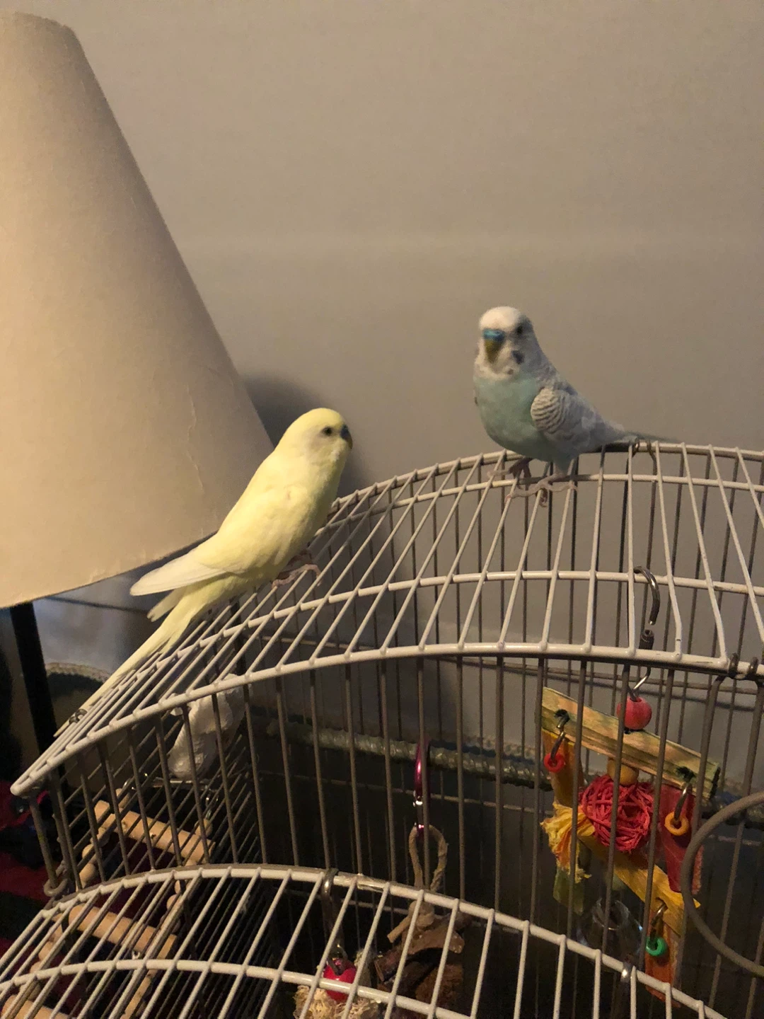 Large Bird Cage with Budgies