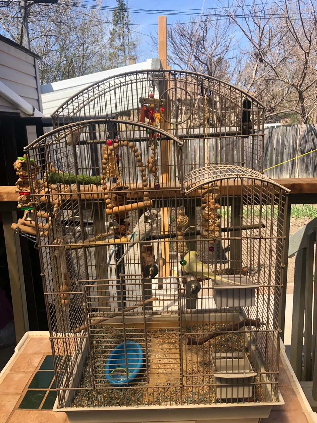 Large Bird Cage with Budgies - photo 3