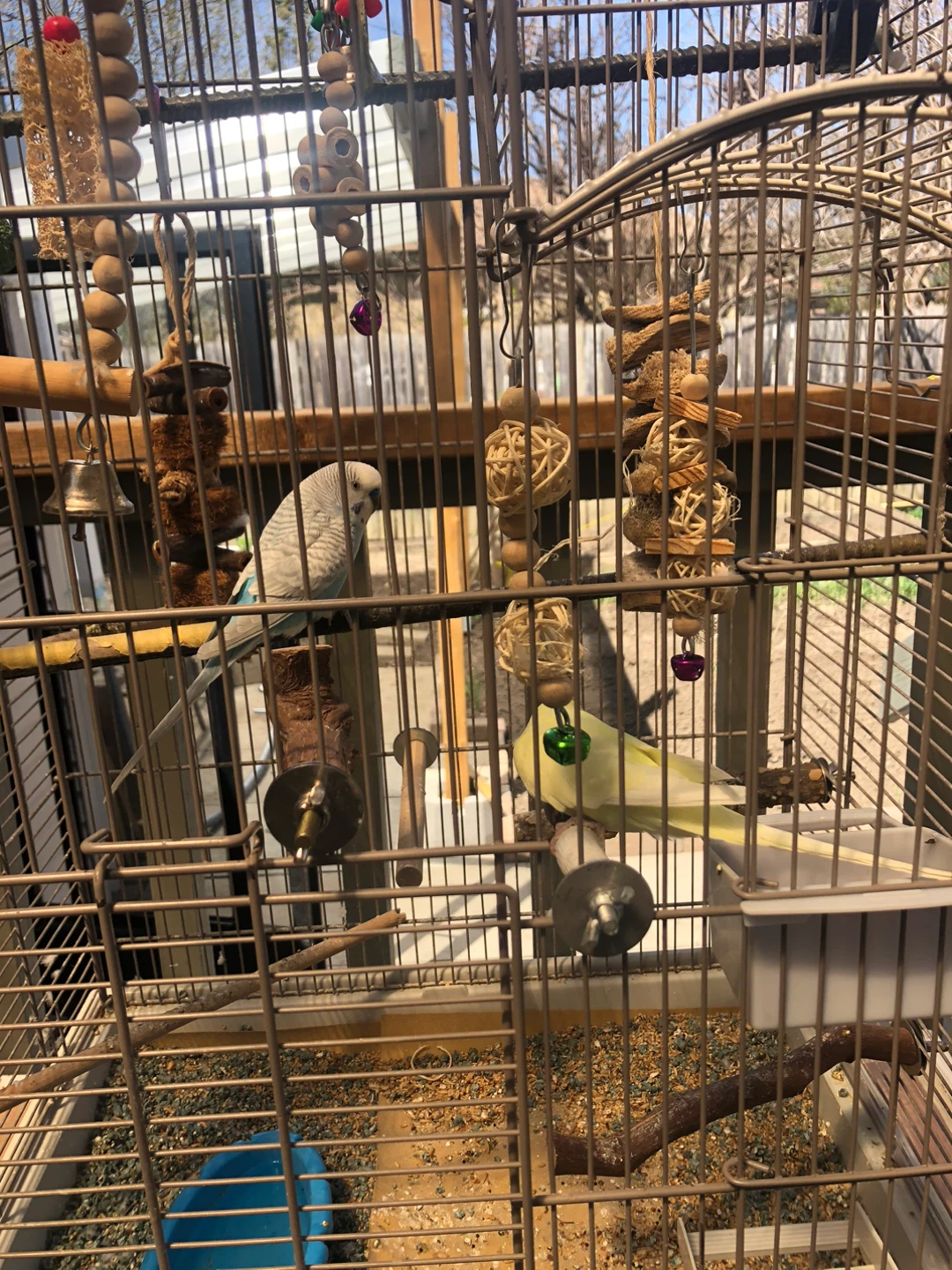 Large Bird Cage with Budgies - photo 4