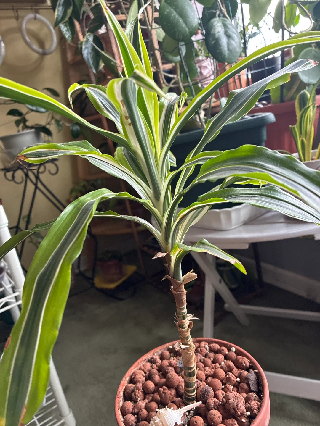 Dracaena 'Janet Craig' Compacta - photo 2