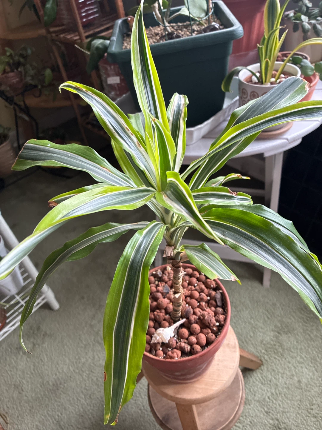 Dracaena 'Janet Craig' Compacta