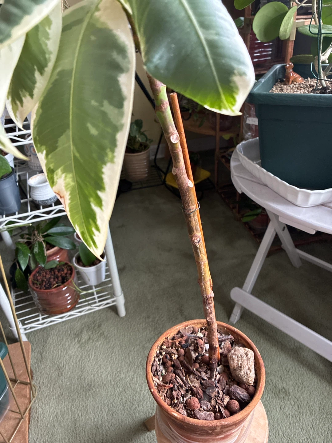 Variegated Rubber Plant - photo 3