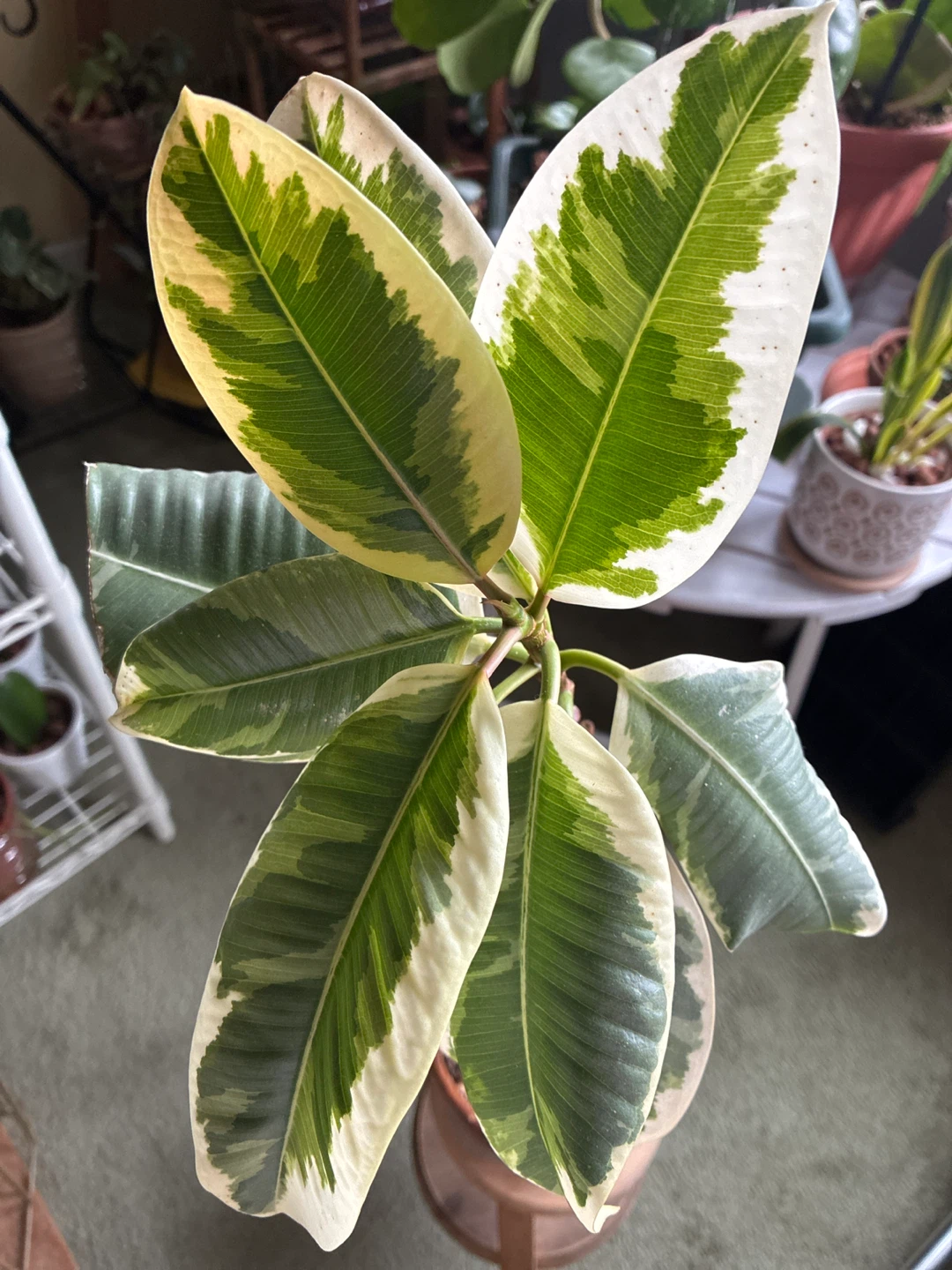 Variegated Rubber Plant
