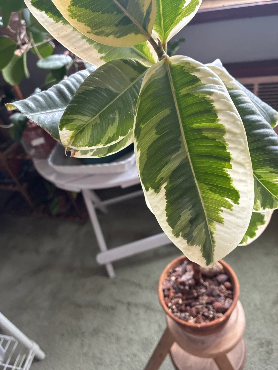 Variegated Rubber Plant - photo 2