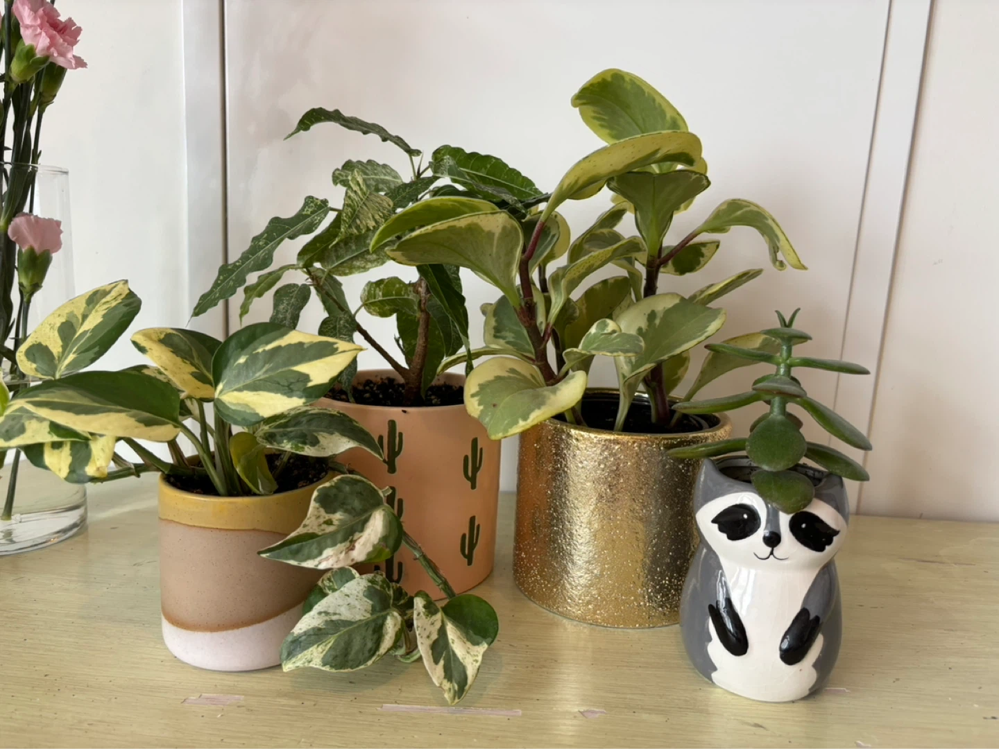 Assorted Potted Plants with Decorative Planters