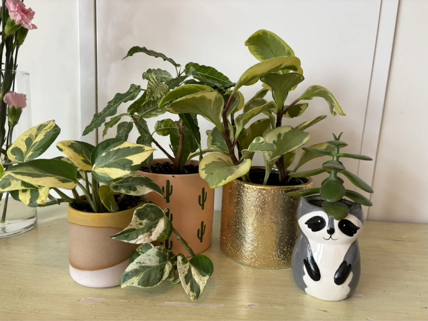 Assorted Potted Plants with Decorative Planters
