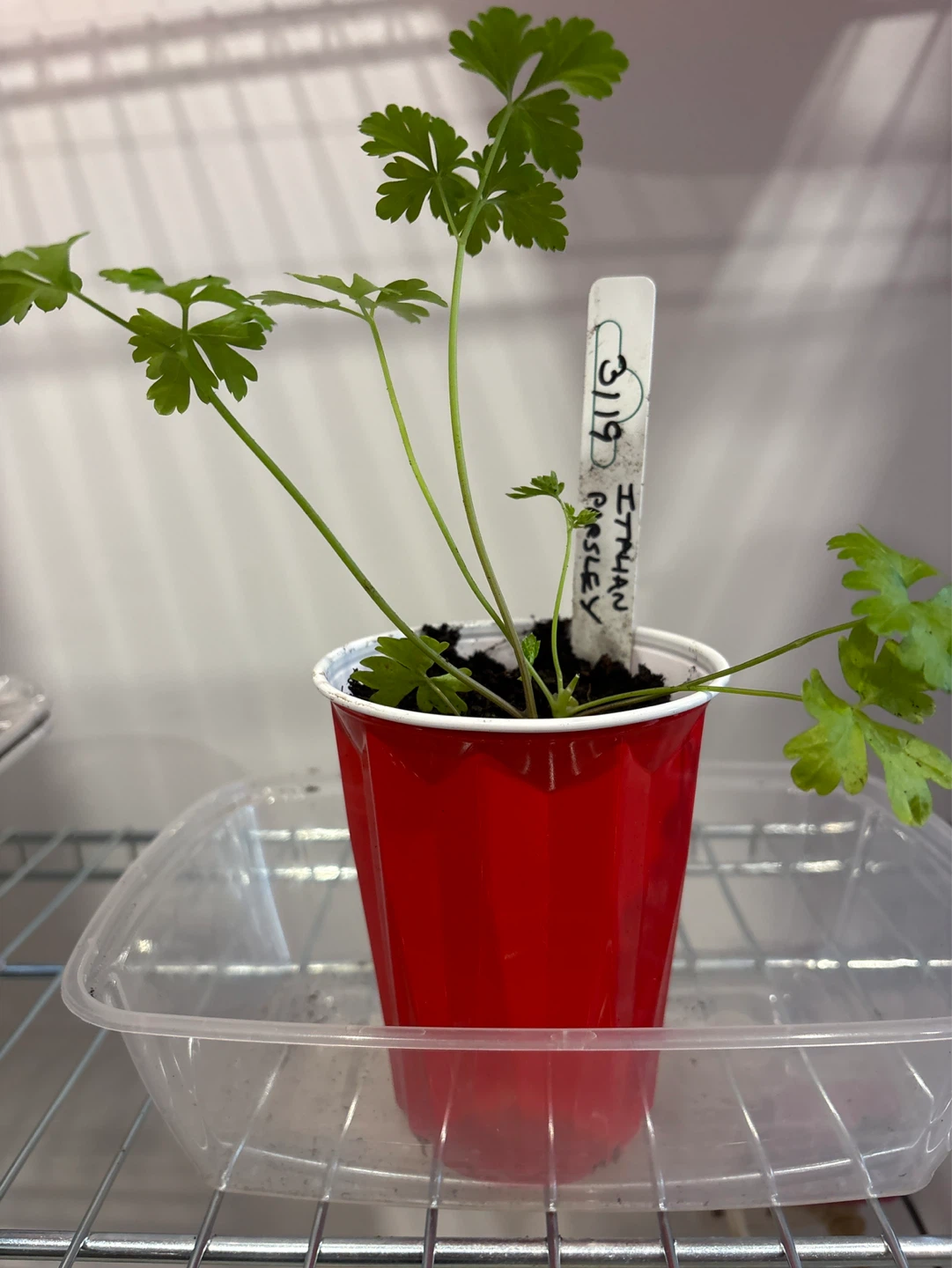 Italian Parsley Seedling
