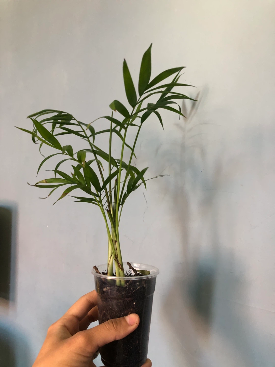 Two small Parlor Palm plants - photo 4
