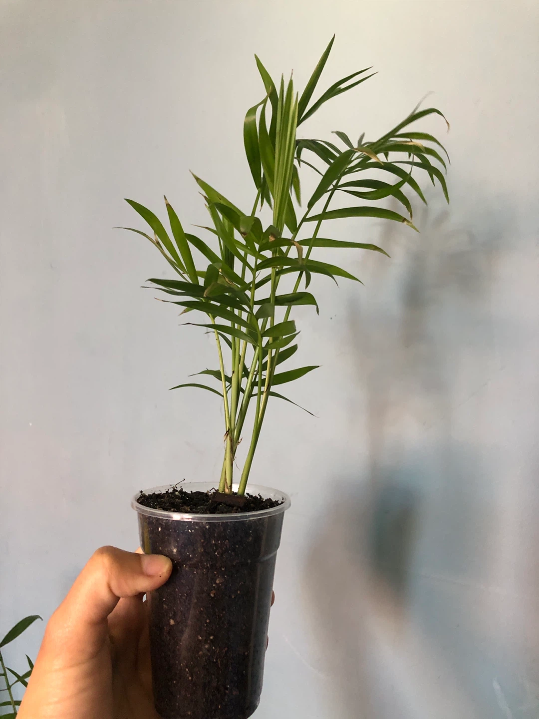 Two small Parlor Palm plants - photo 3