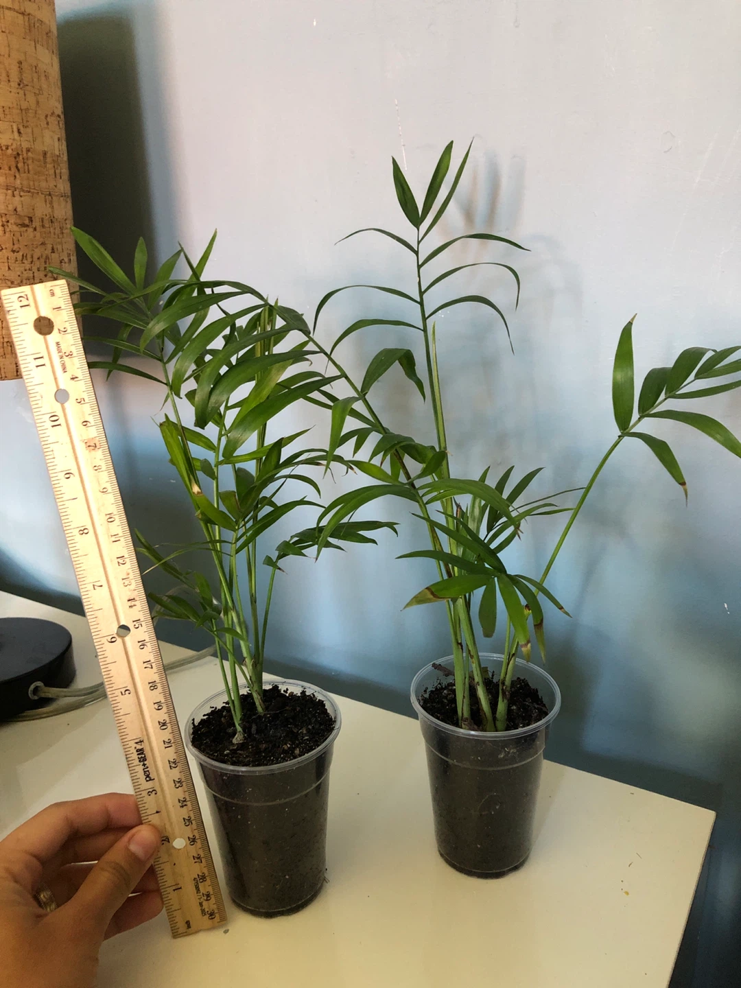 Two small Parlor Palm plants - photo 5
