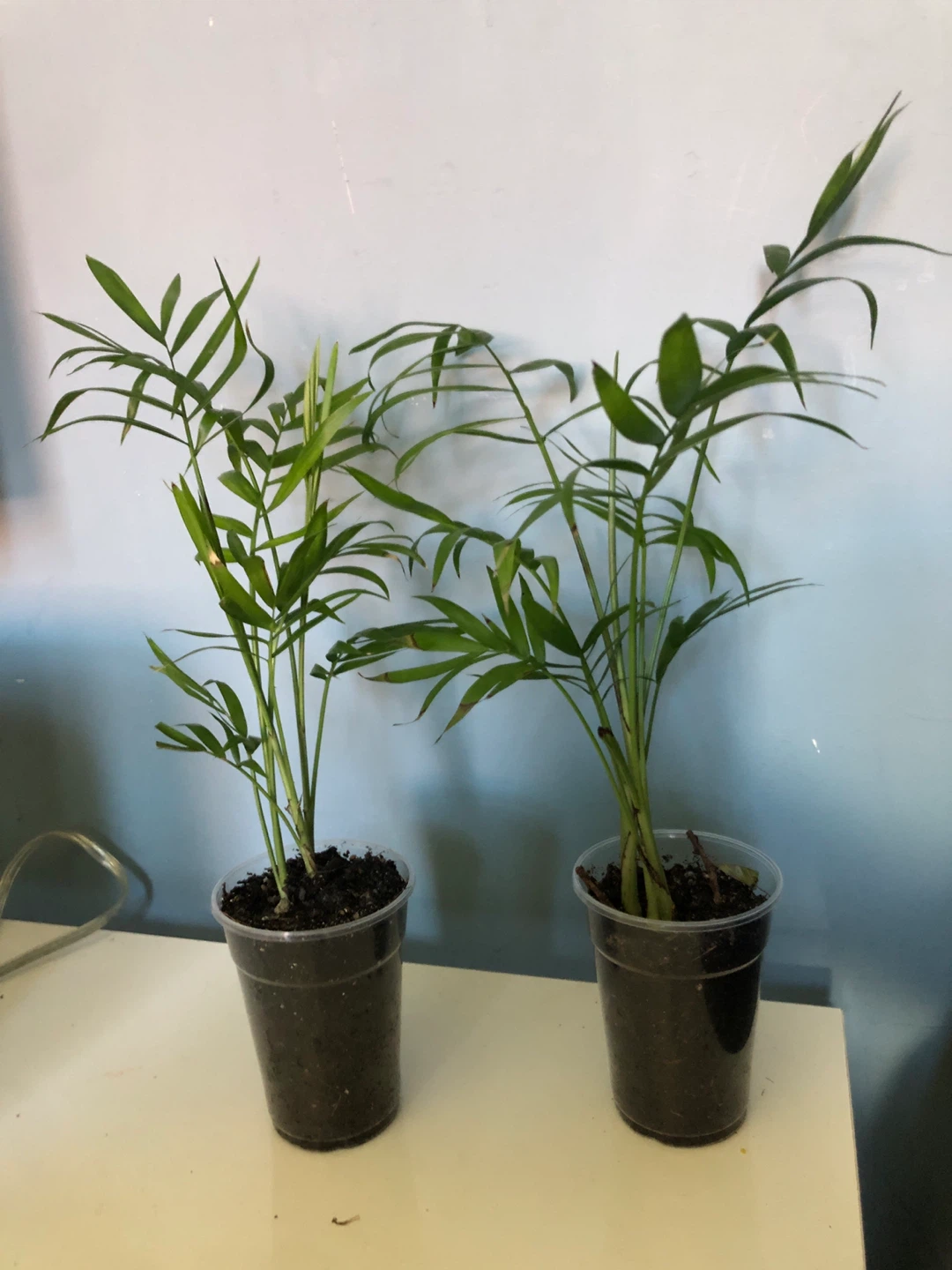 Two small Parlor Palm plants