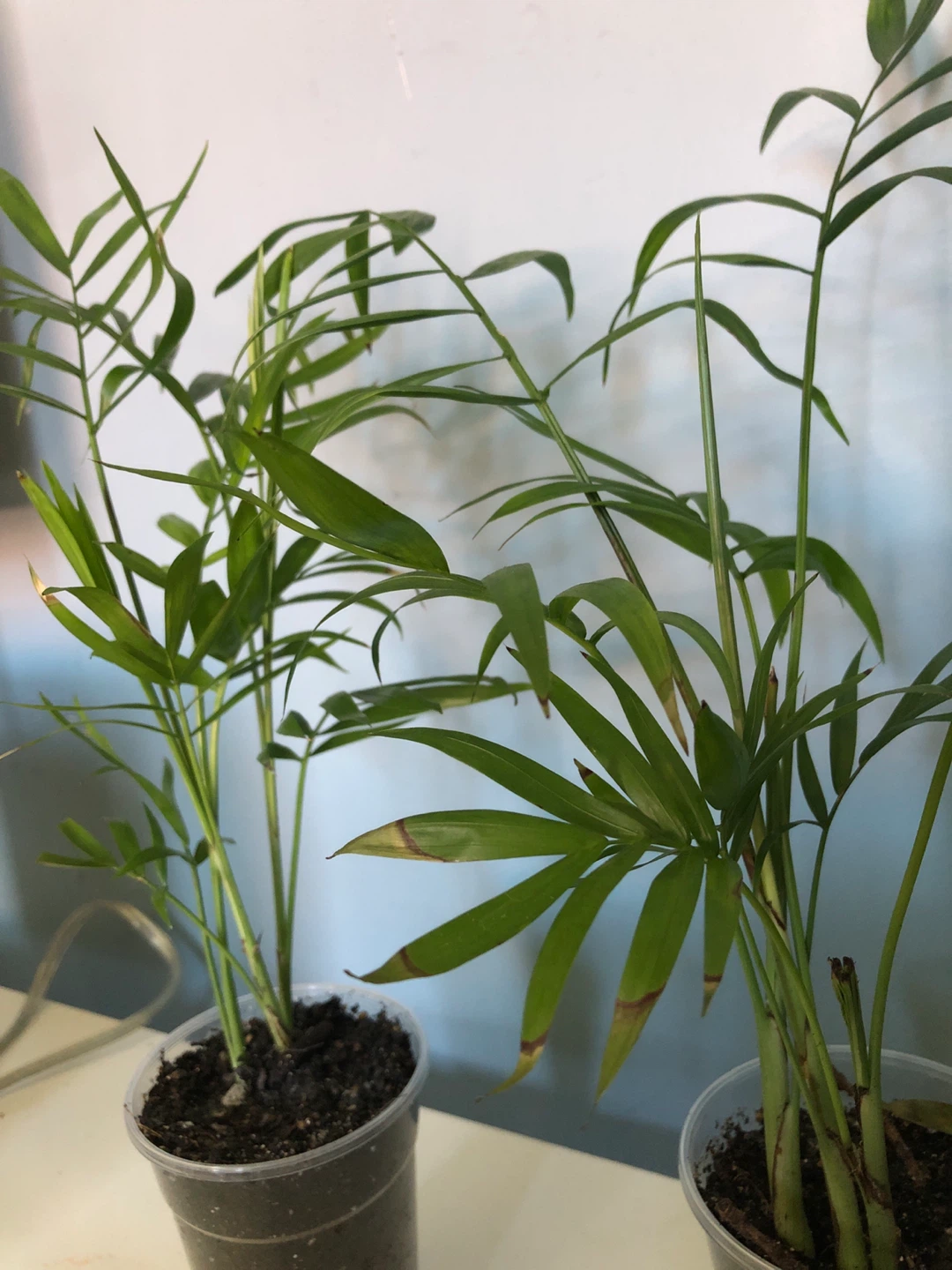 Two small Parlor Palm plants - photo 2