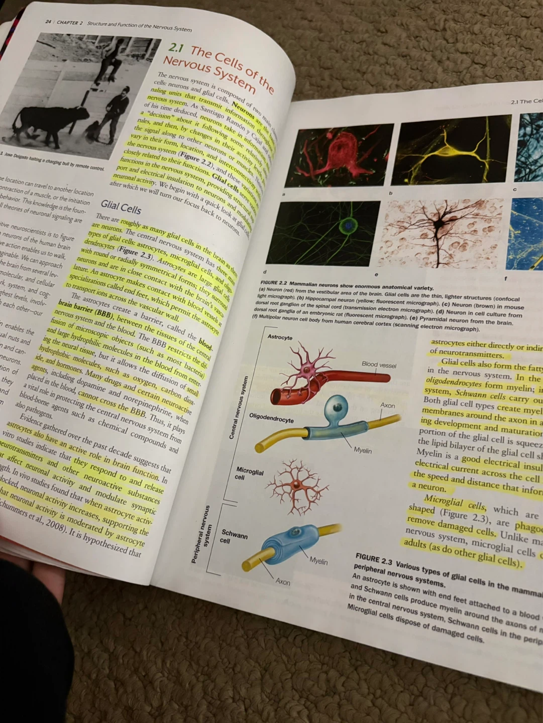 Cognitive Neuroscience textbook - photo 3