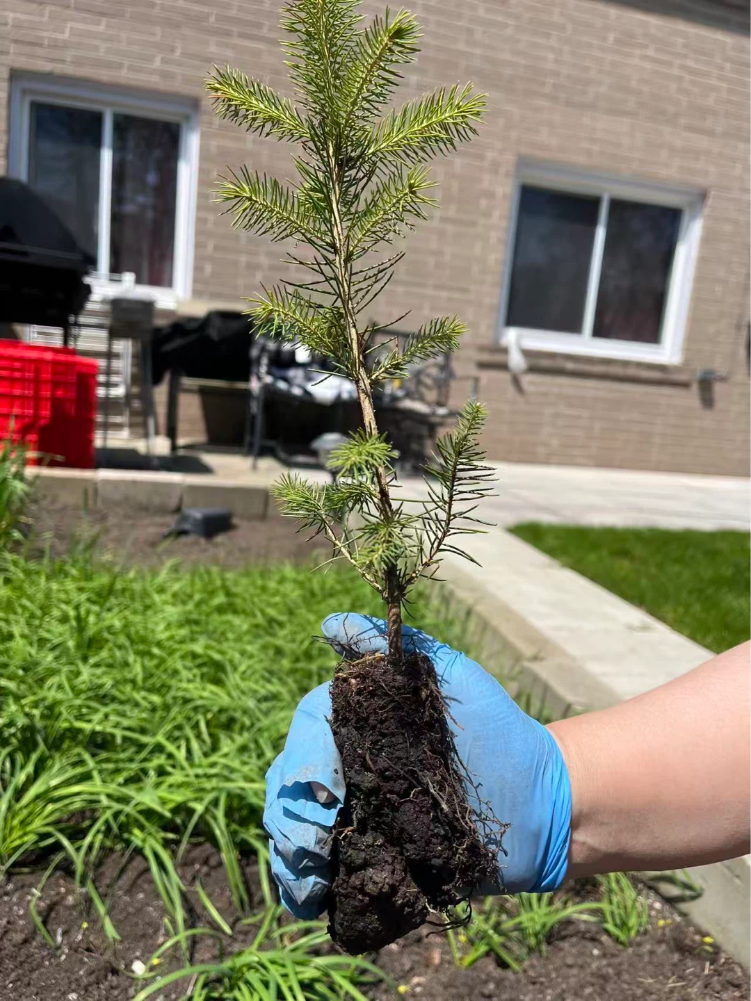 Young Norway Spruce Tree – Fast Growing Evergreen