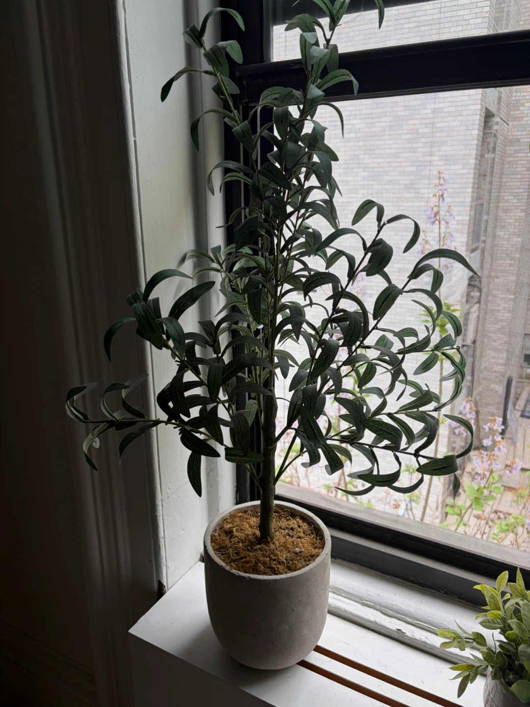 Artificial Olive Tree in Concrete Pot
