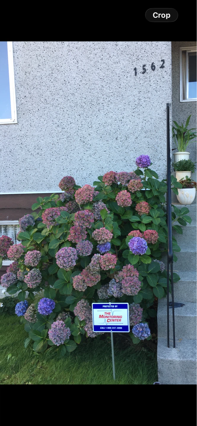 Rooted Hydrangea Plants: Pink, Blue & Purple