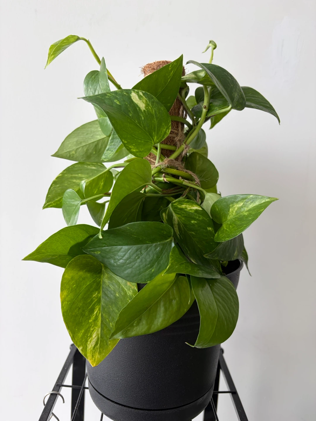 Pothos Plant in Black Pot with Moss Pole