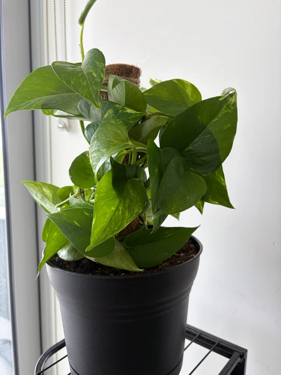 Pothos Plant in Black Pot with Moss Pole - photo 2