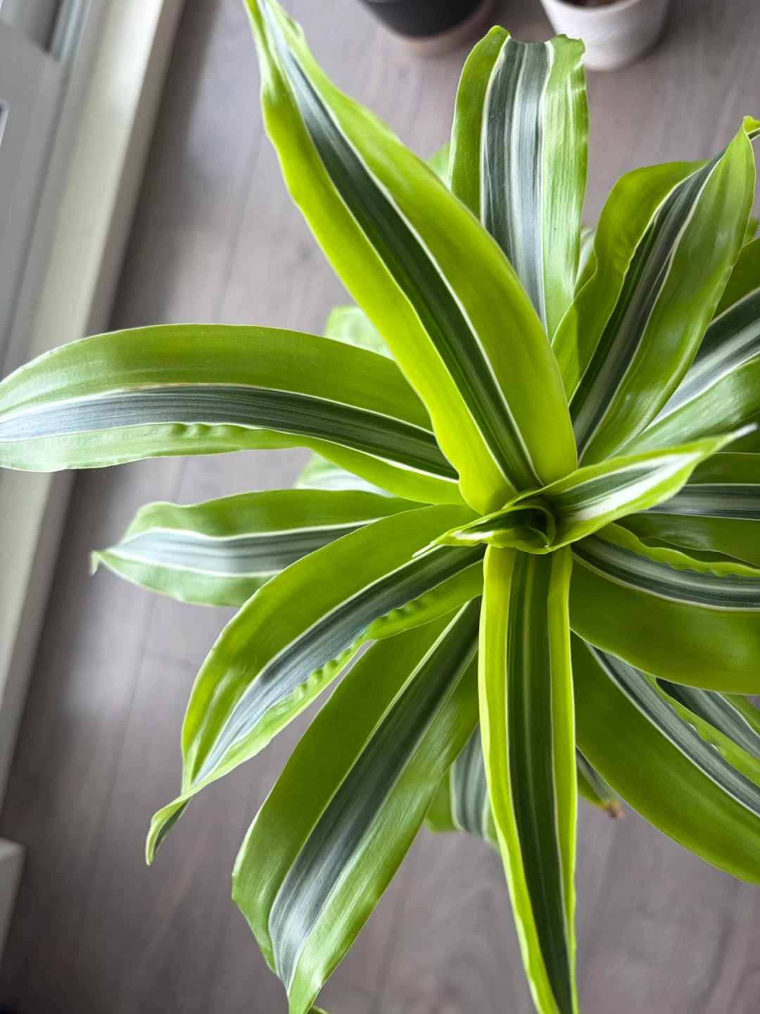 Dracaena Fragrans 'Lemon Surprise' Plant - photo 4