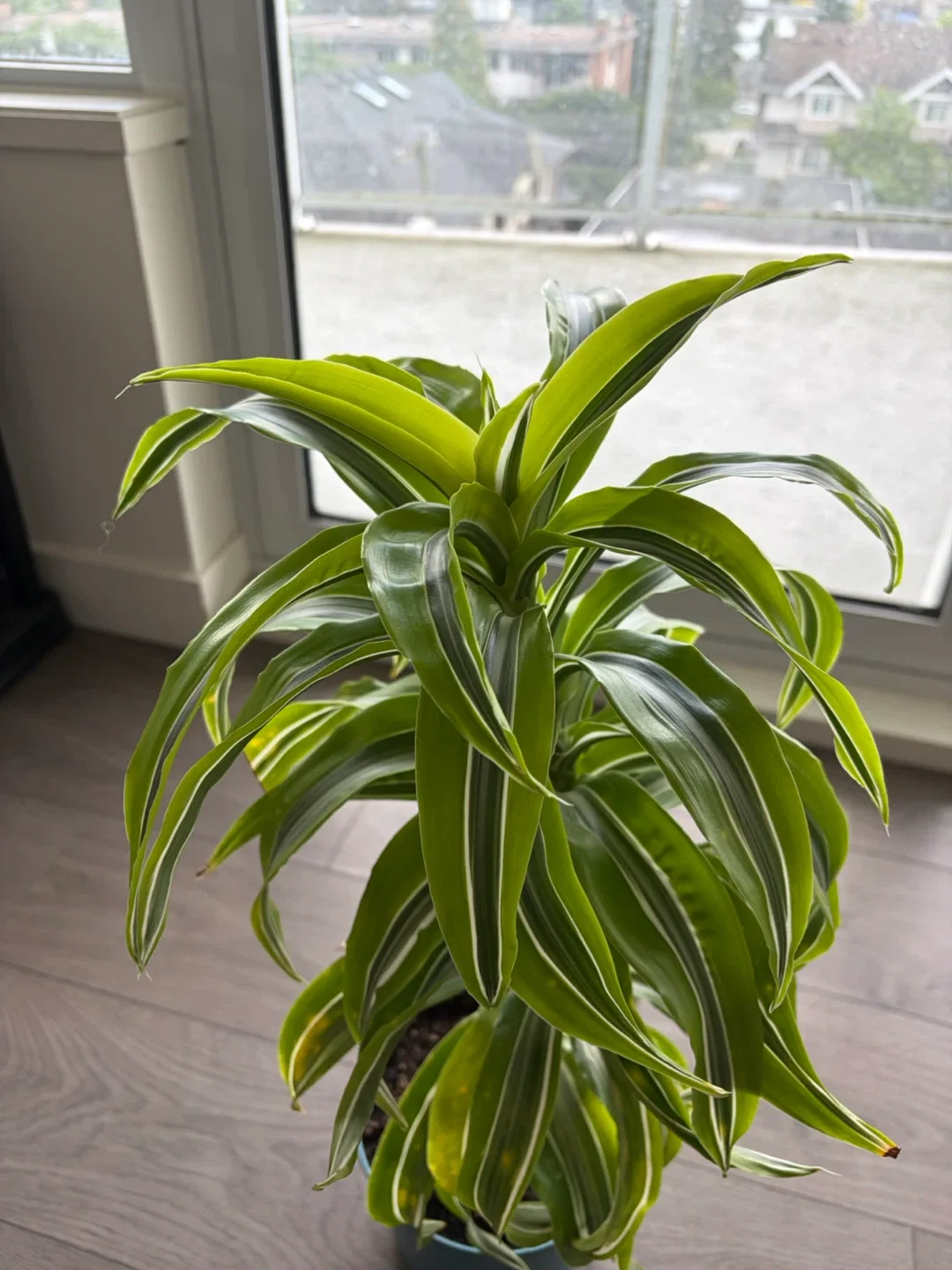 Dracaena Fragrans 'Lemon Surprise' Plant - photo 3