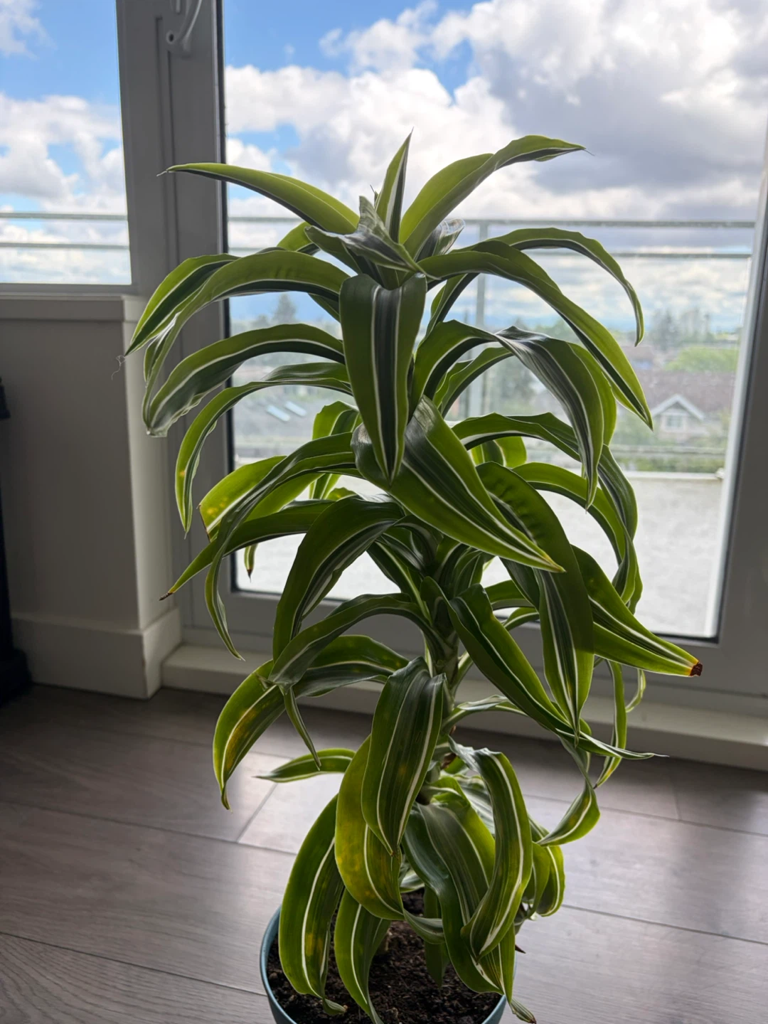 Dracaena Fragrans 'Lemon Surprise' Plant - photo 2