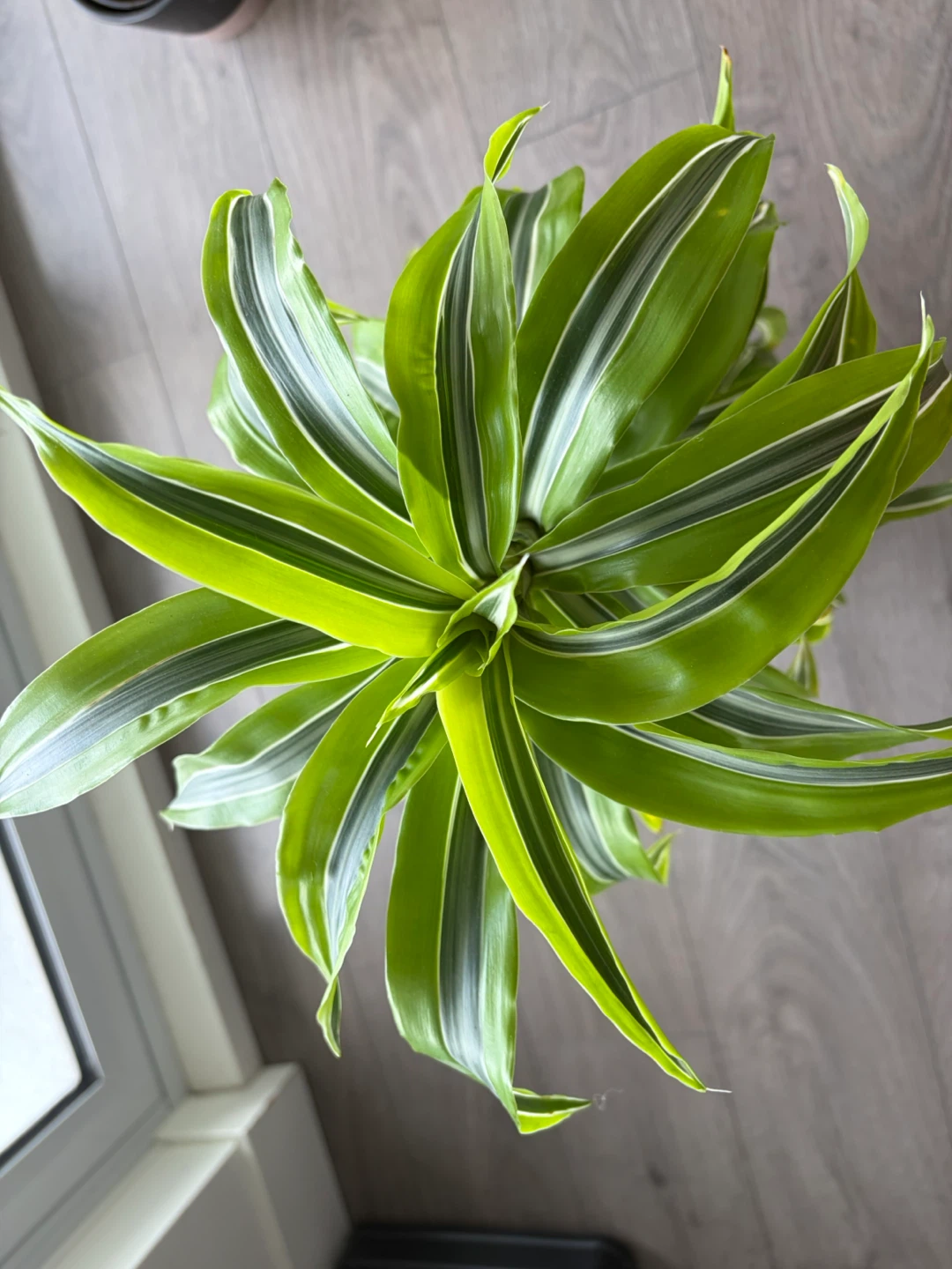 Dracaena Fragrans 'Lemon Surprise' Plant