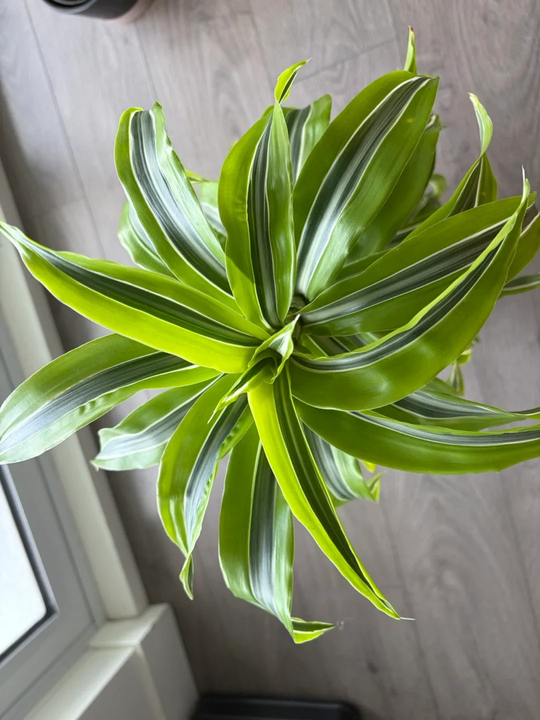 Dracaena Fragrans 'Lemon Surprise' Plant