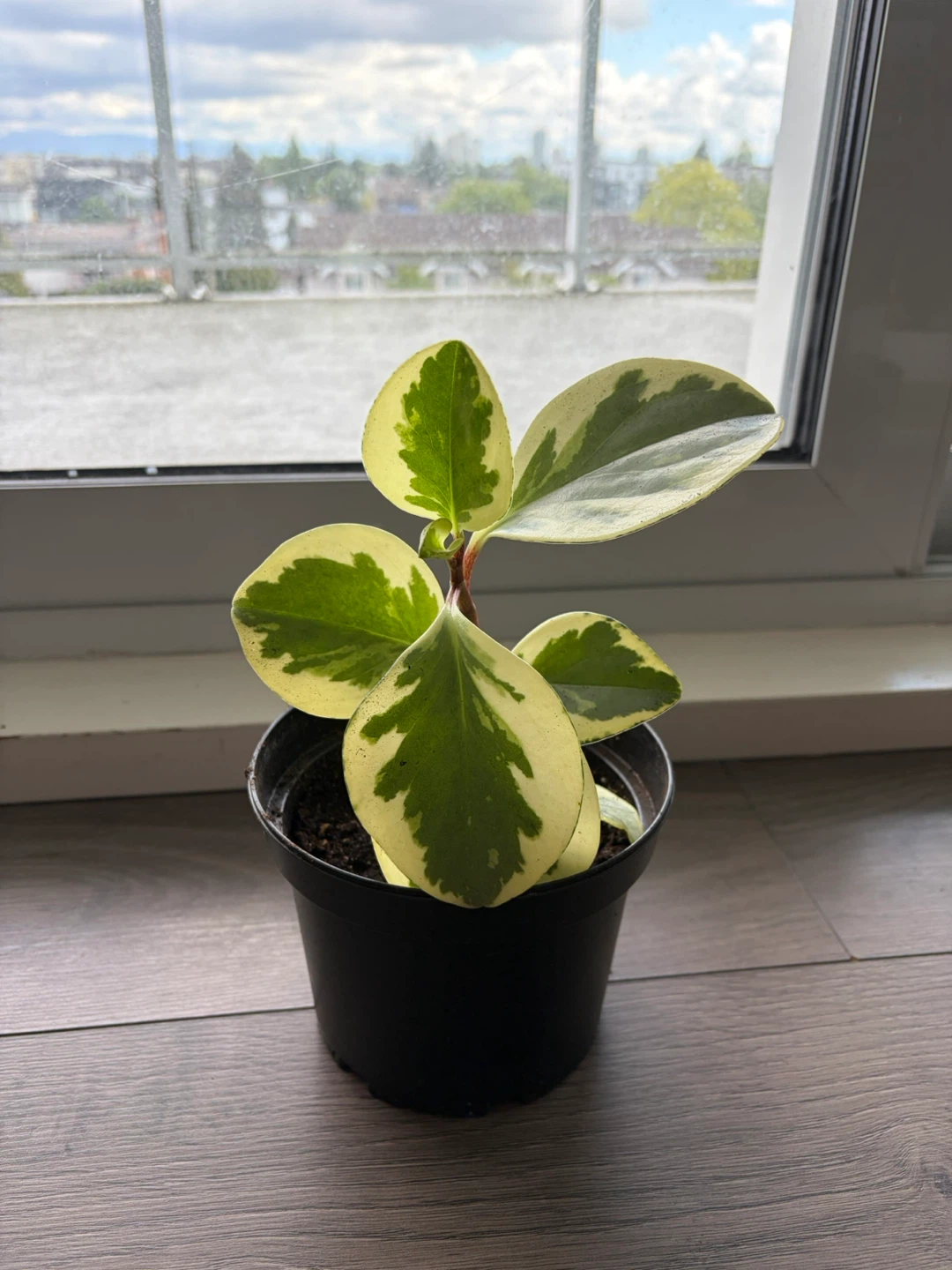 Variegated Peperomia Obtusifolia Plant