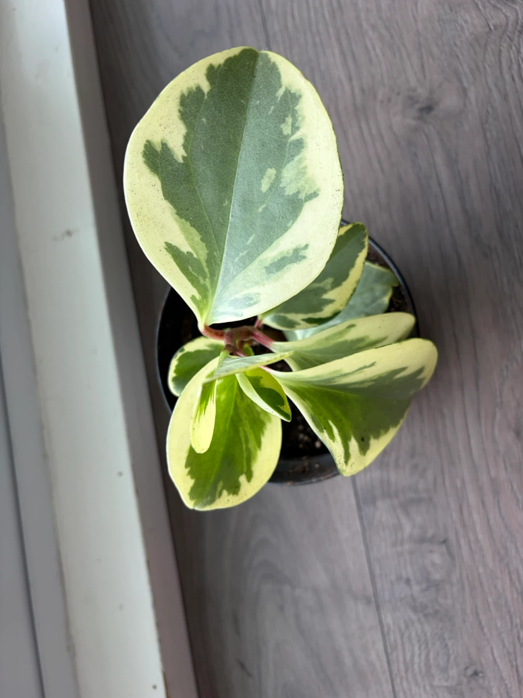 Variegated Peperomia Obtusifolia Plant - photo 2