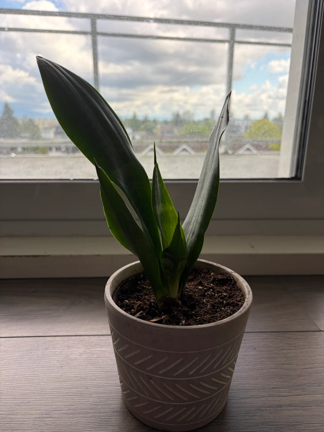 Snake Plant in Decorative Pot - photo 3