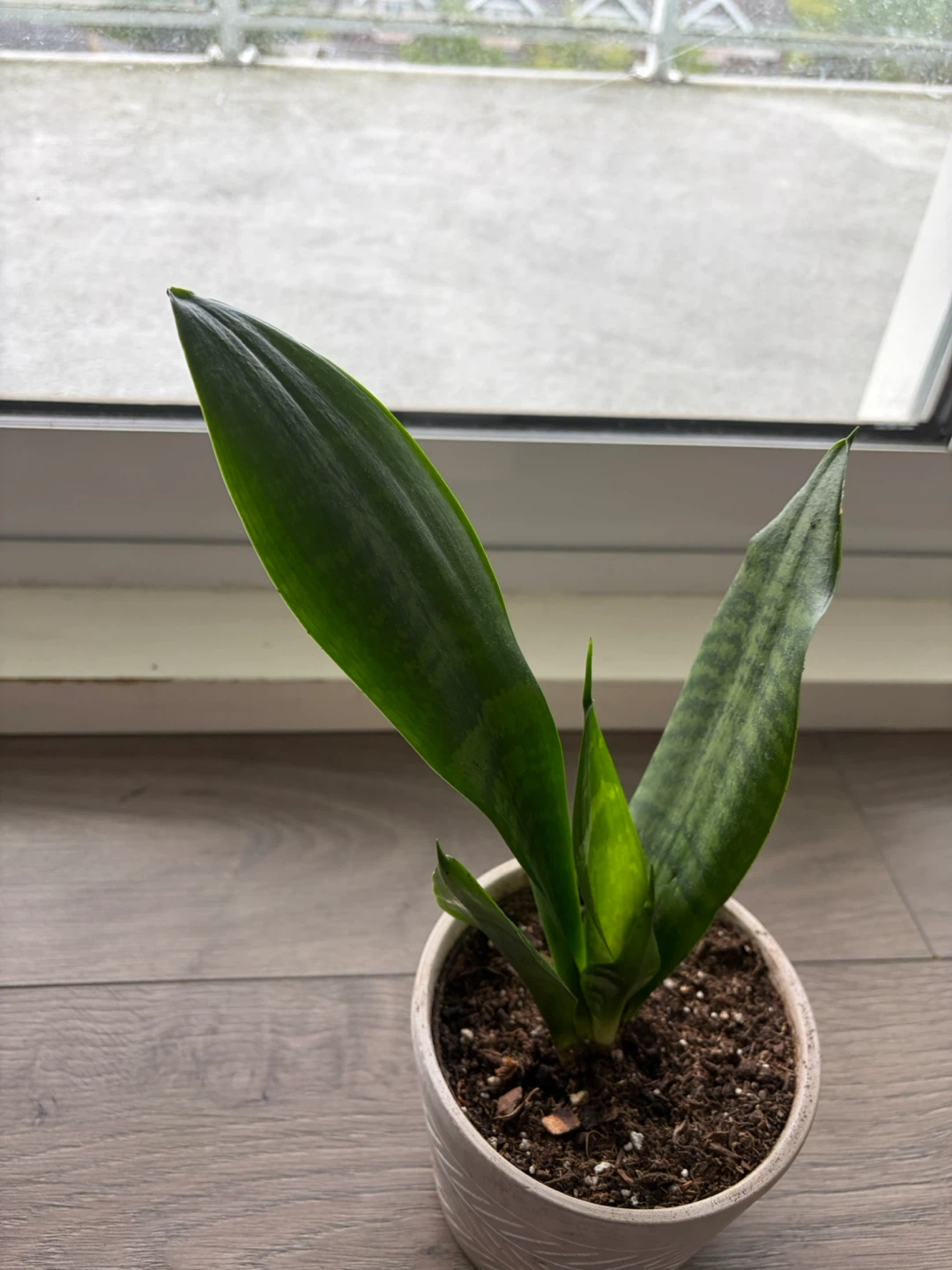 Snake Plant in Decorative Pot - photo 2