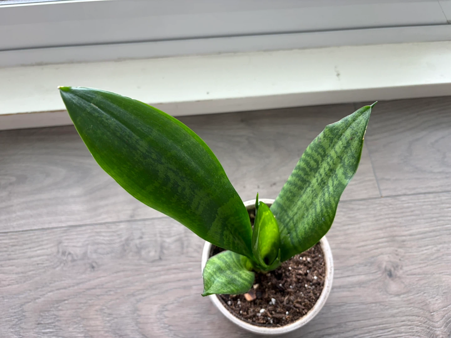 Snake Plant in Decorative Pot