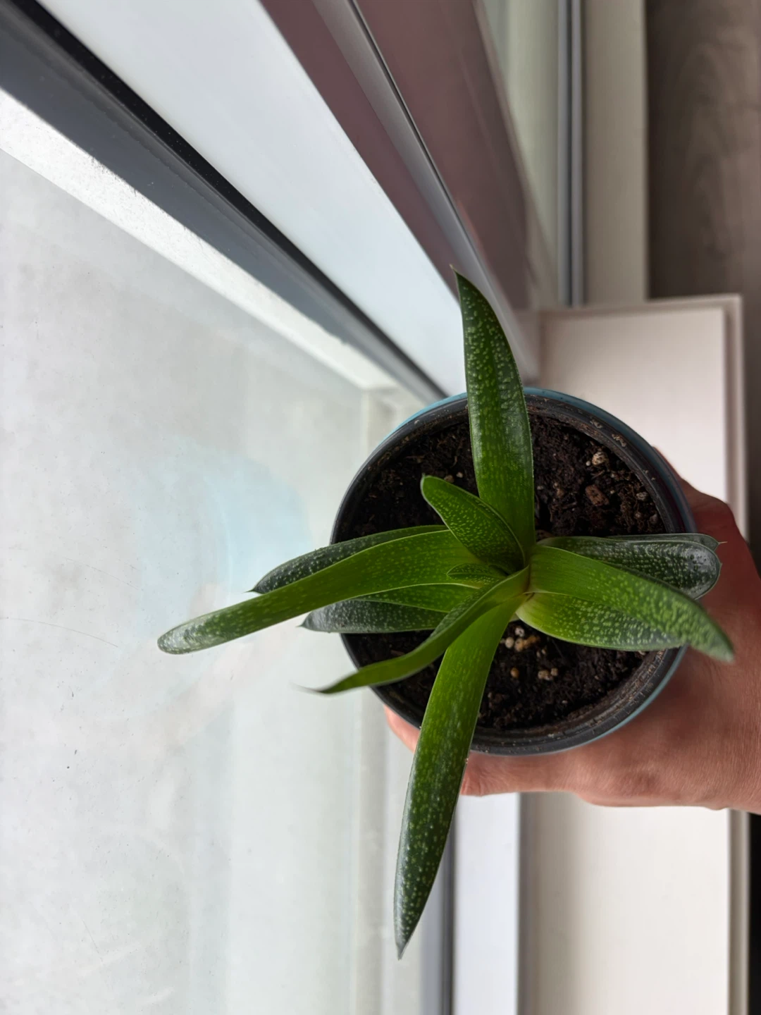 Succulent Plant in Blue Decorative Pot