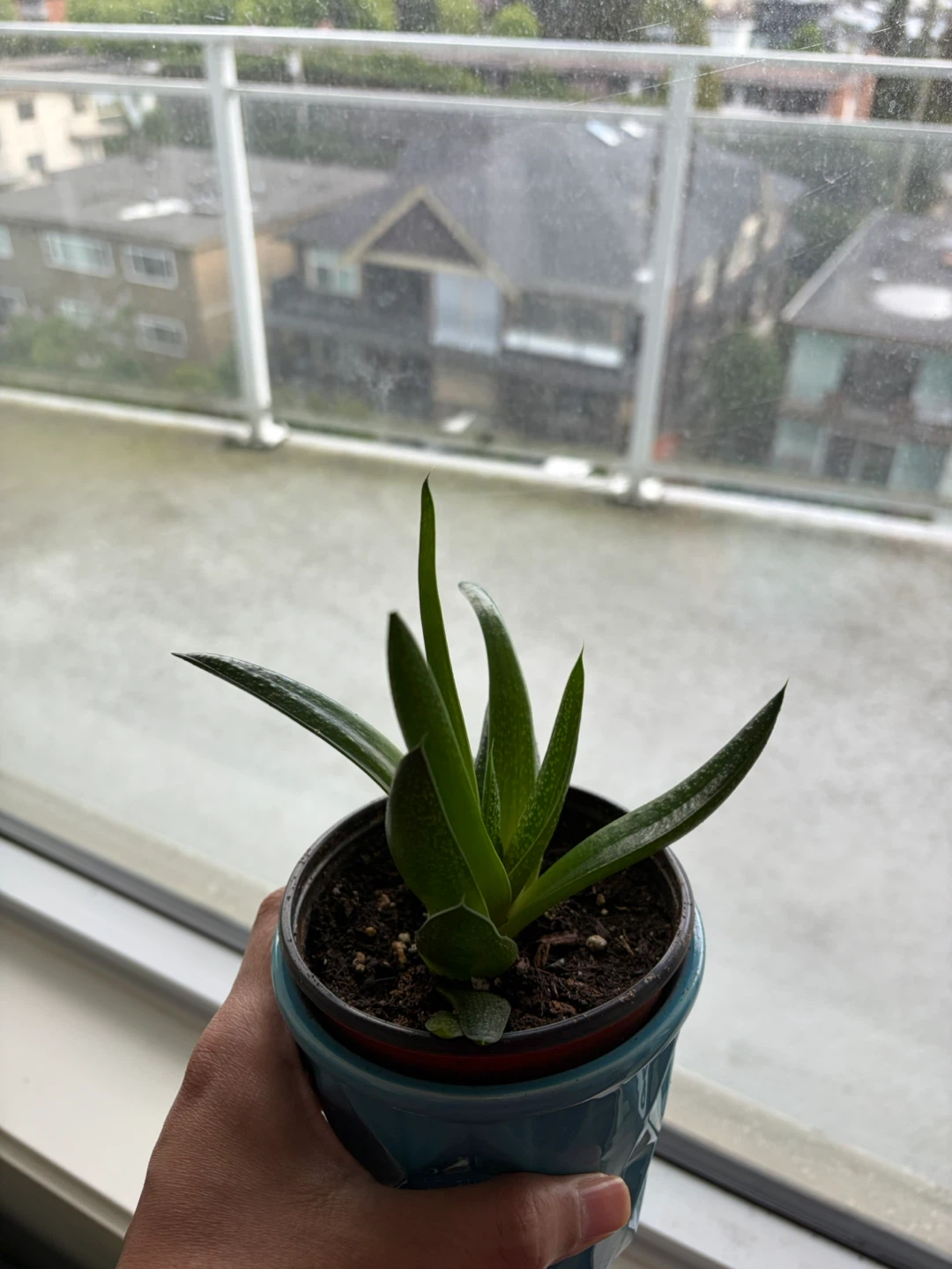 Succulent Plant in Blue Decorative Pot - photo 2