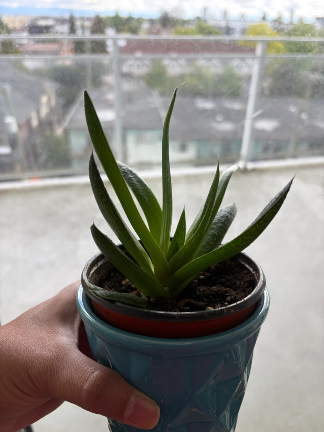 Succulent Plant in Blue Decorative Pot - photo 3