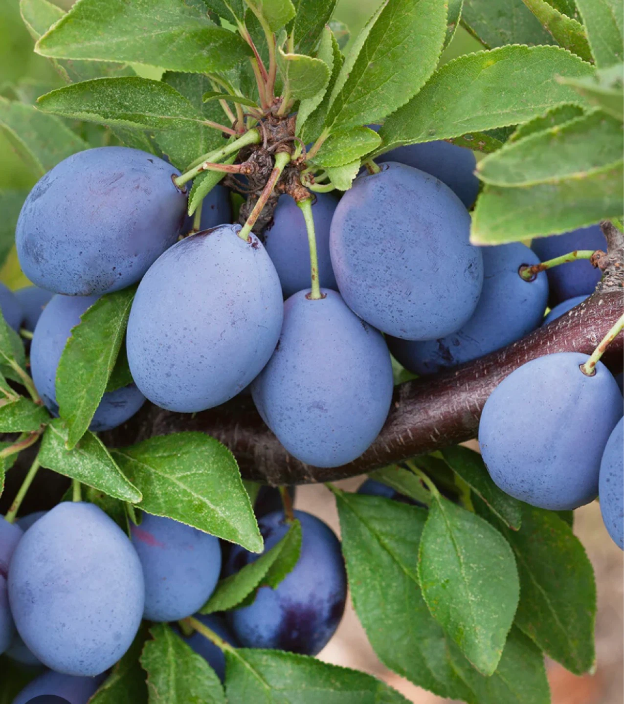 Plum trees, give fruit this summer!