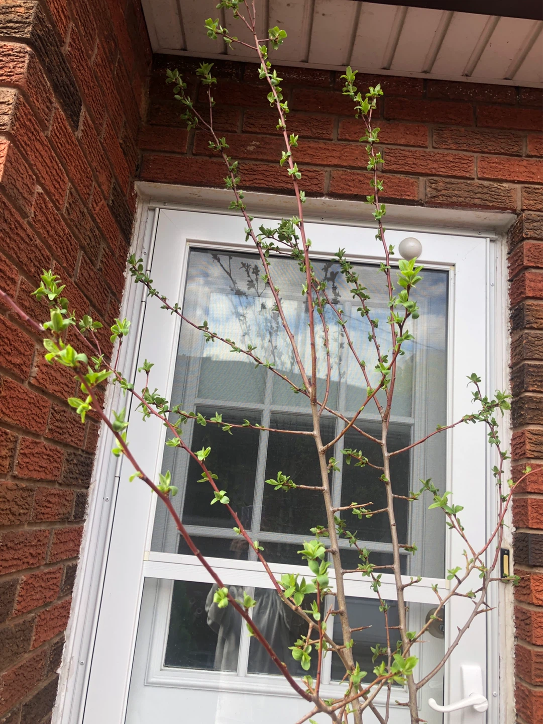 Plum trees, give fruit this summer! - photo 3