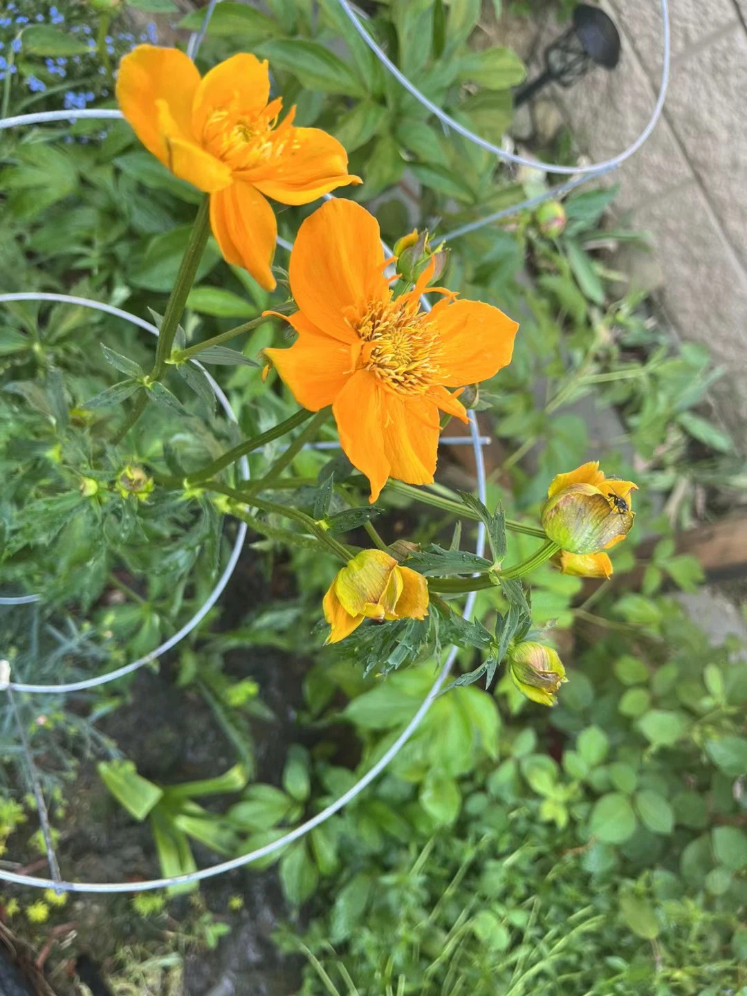 Assorted Perennial Flowers