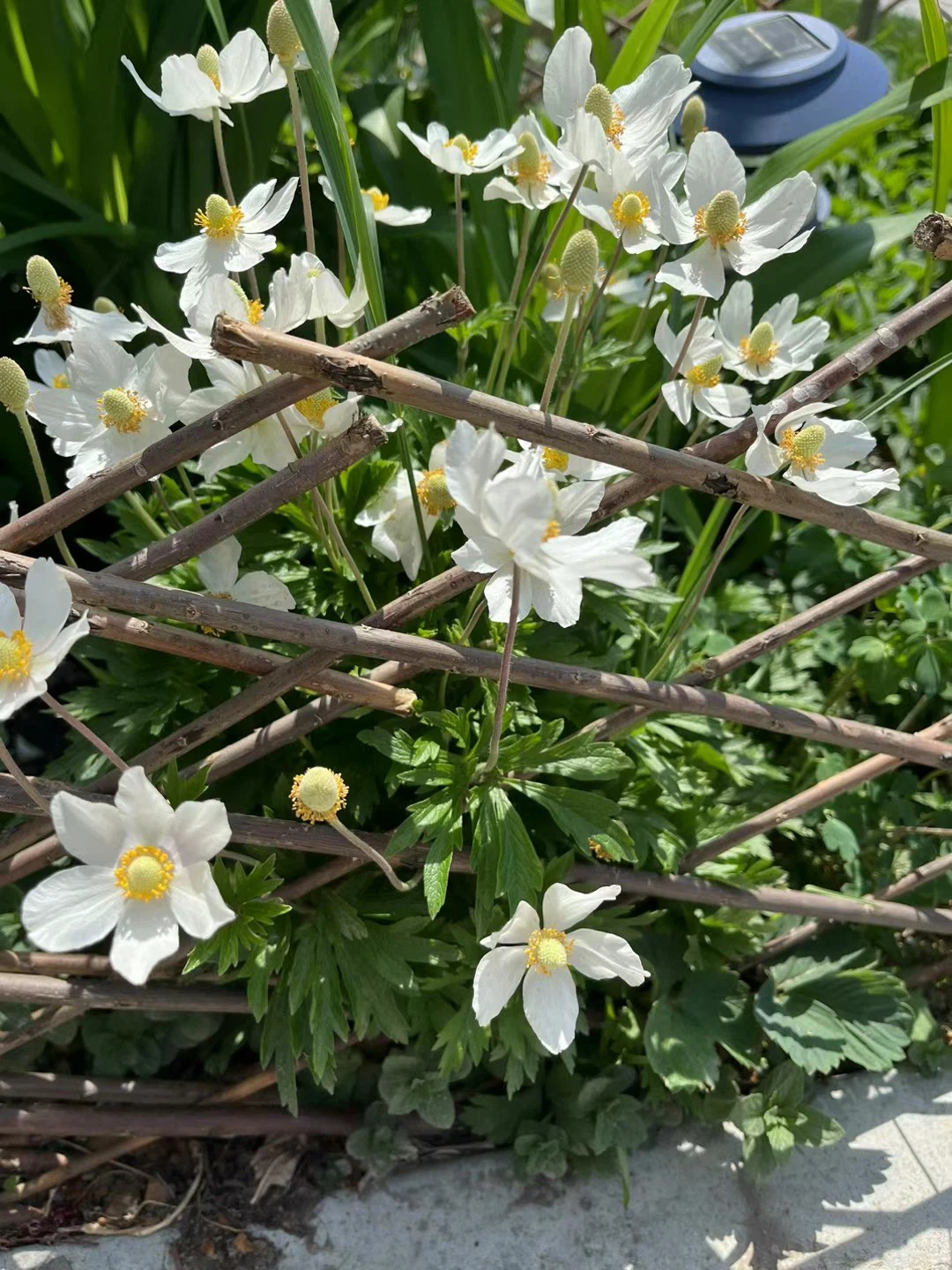 Assorted Perennial Flowers - photo 3
