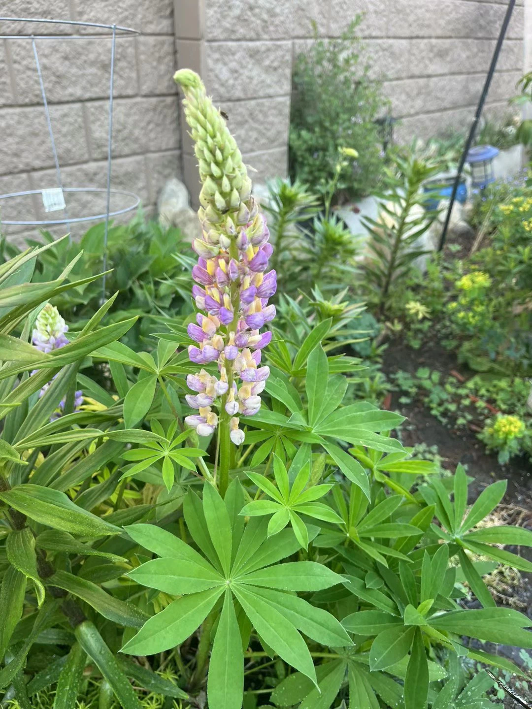 Assorted Perennial Flowers - photo 2