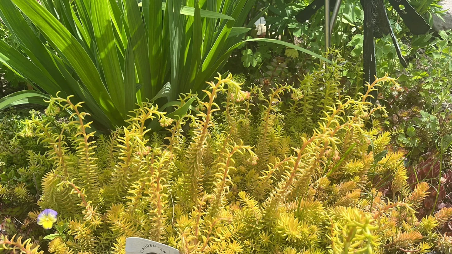 Assorted Perennial Flowers - photo 4