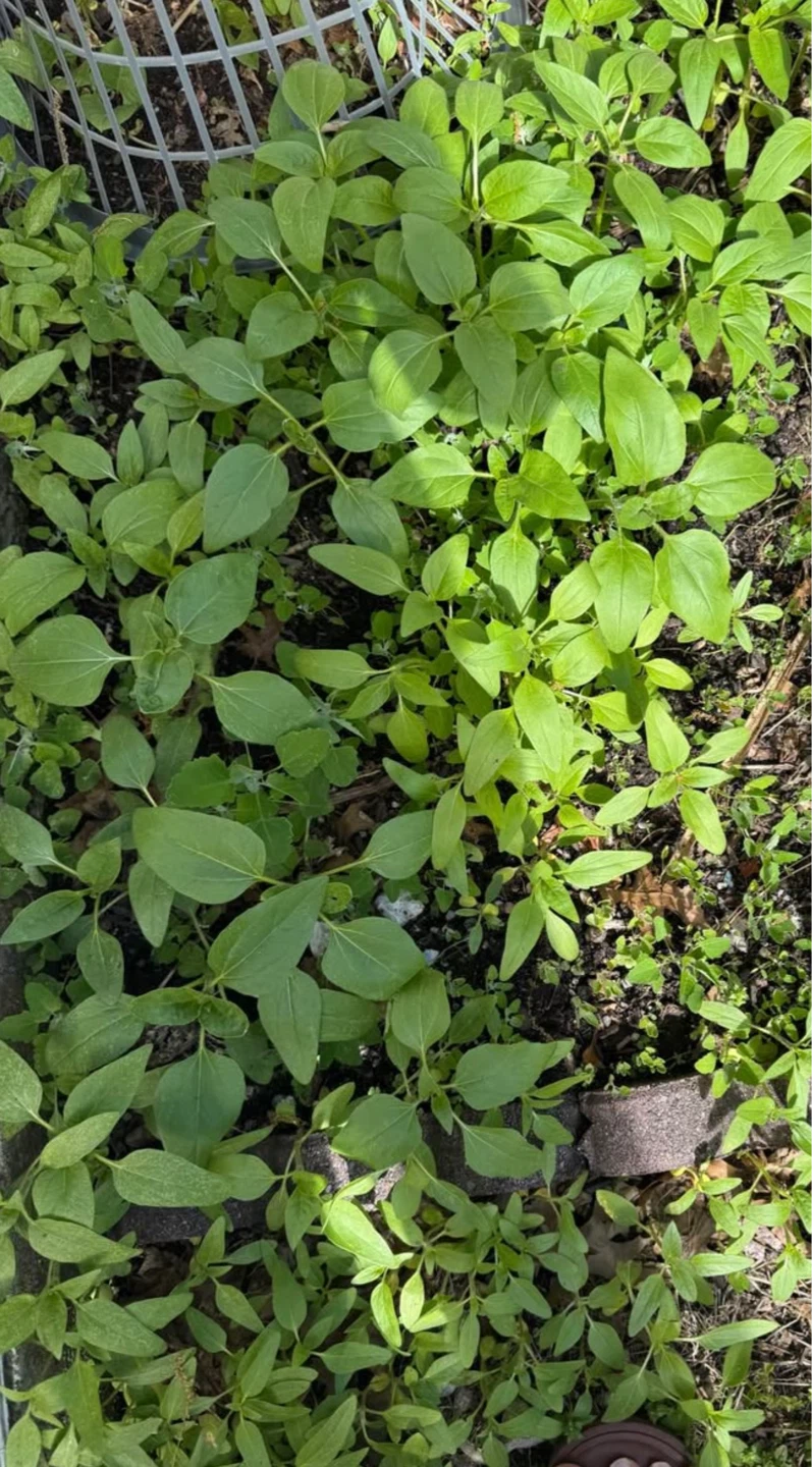 Fresh Sunflowers and Basil Plants $2each plant - photo 3