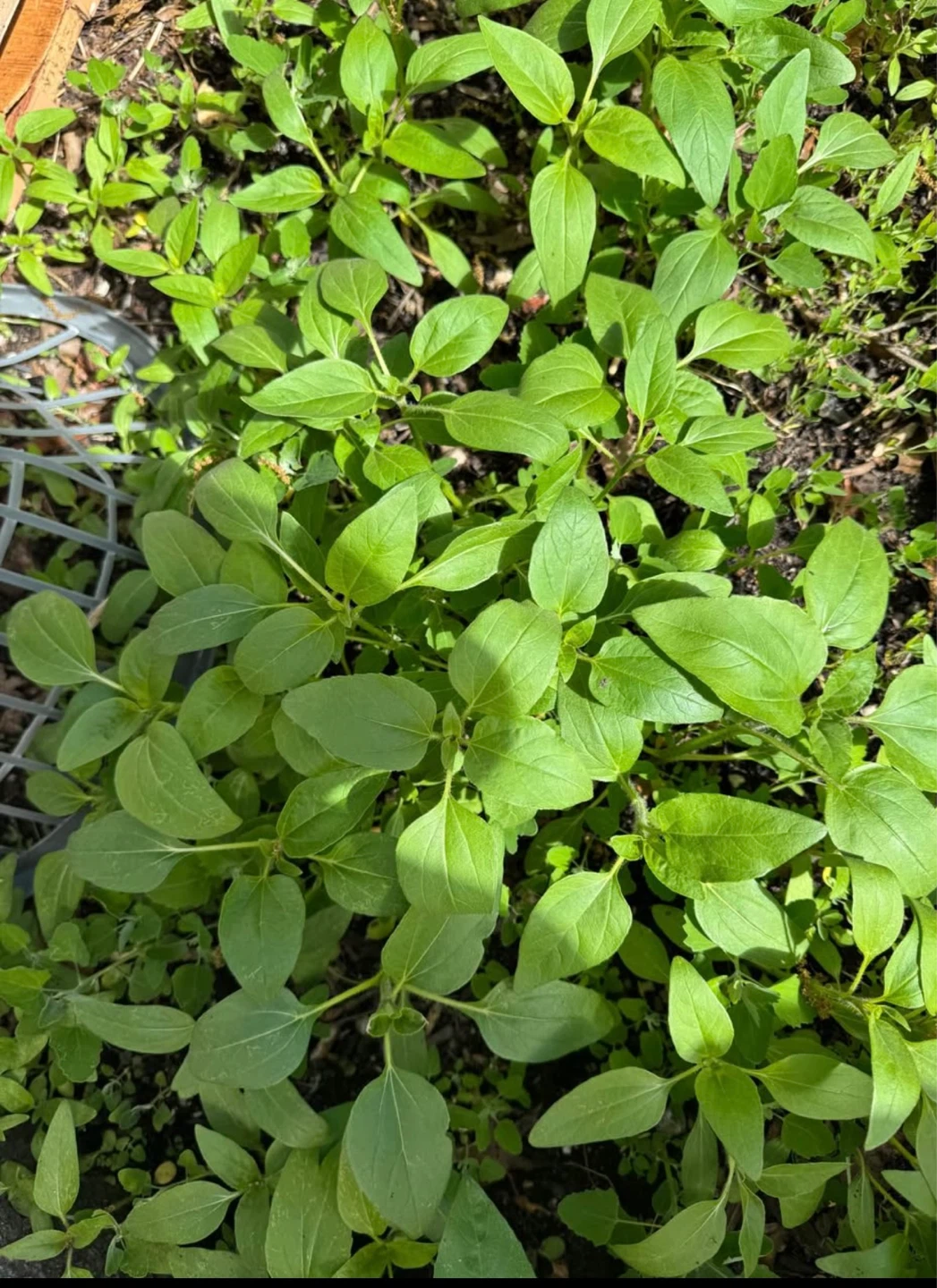 Fresh Sunflowers and Basil Plants $2each plant