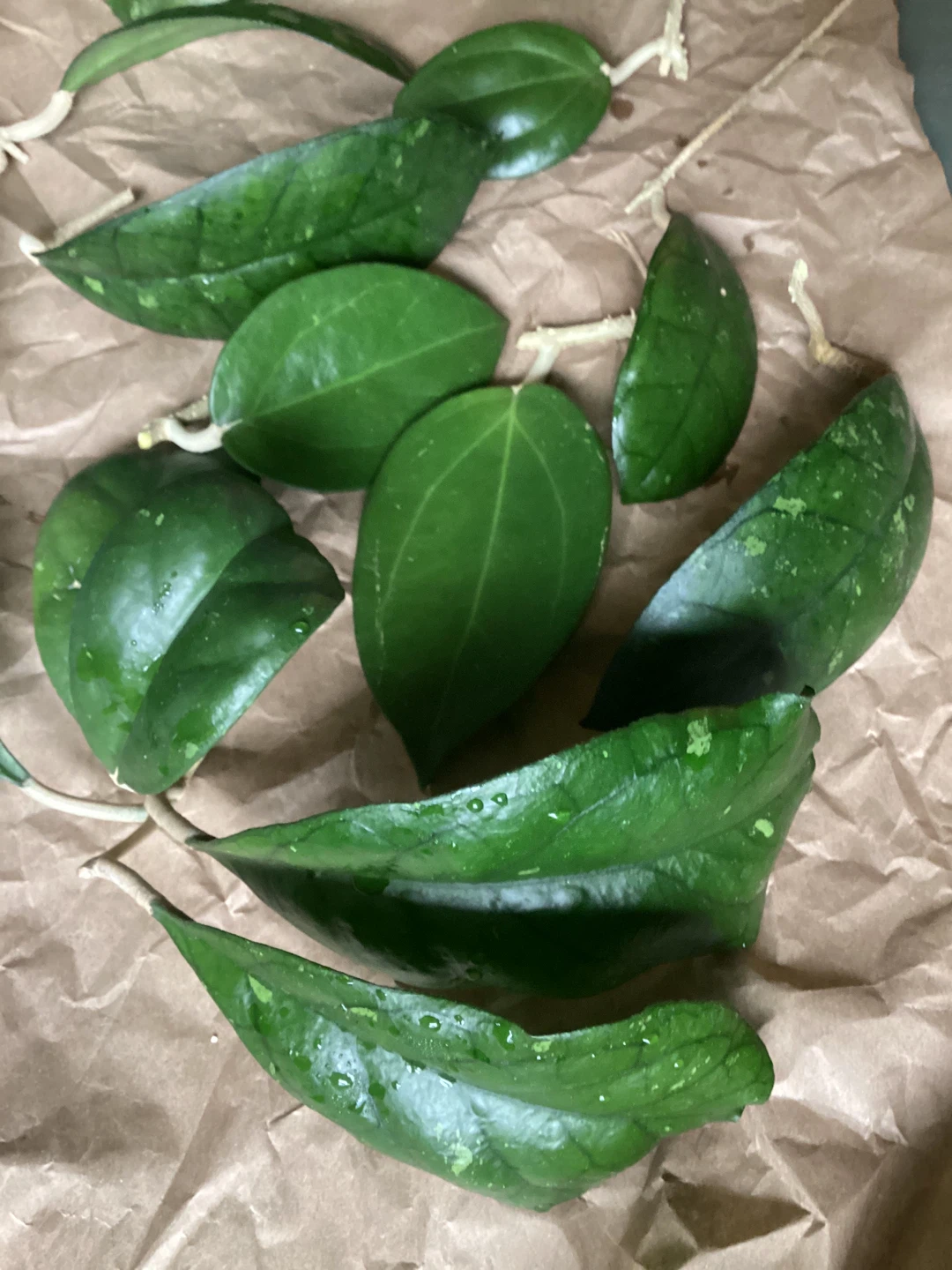 Hoya Cuttings