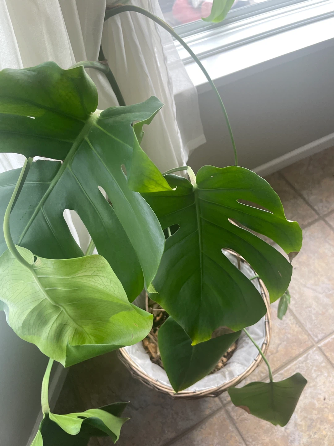 Monstera Deliciosa Plant - photo 2