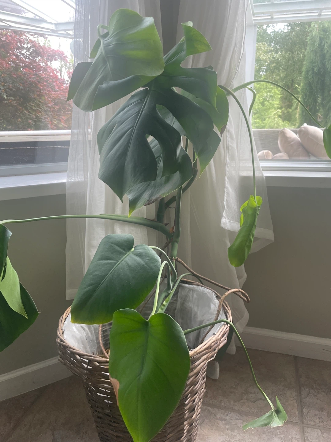 Monstera Deliciosa Plant