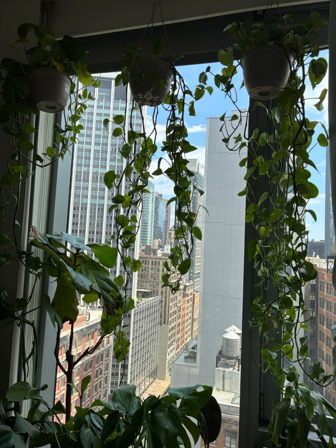 Assorted plants - photo 3