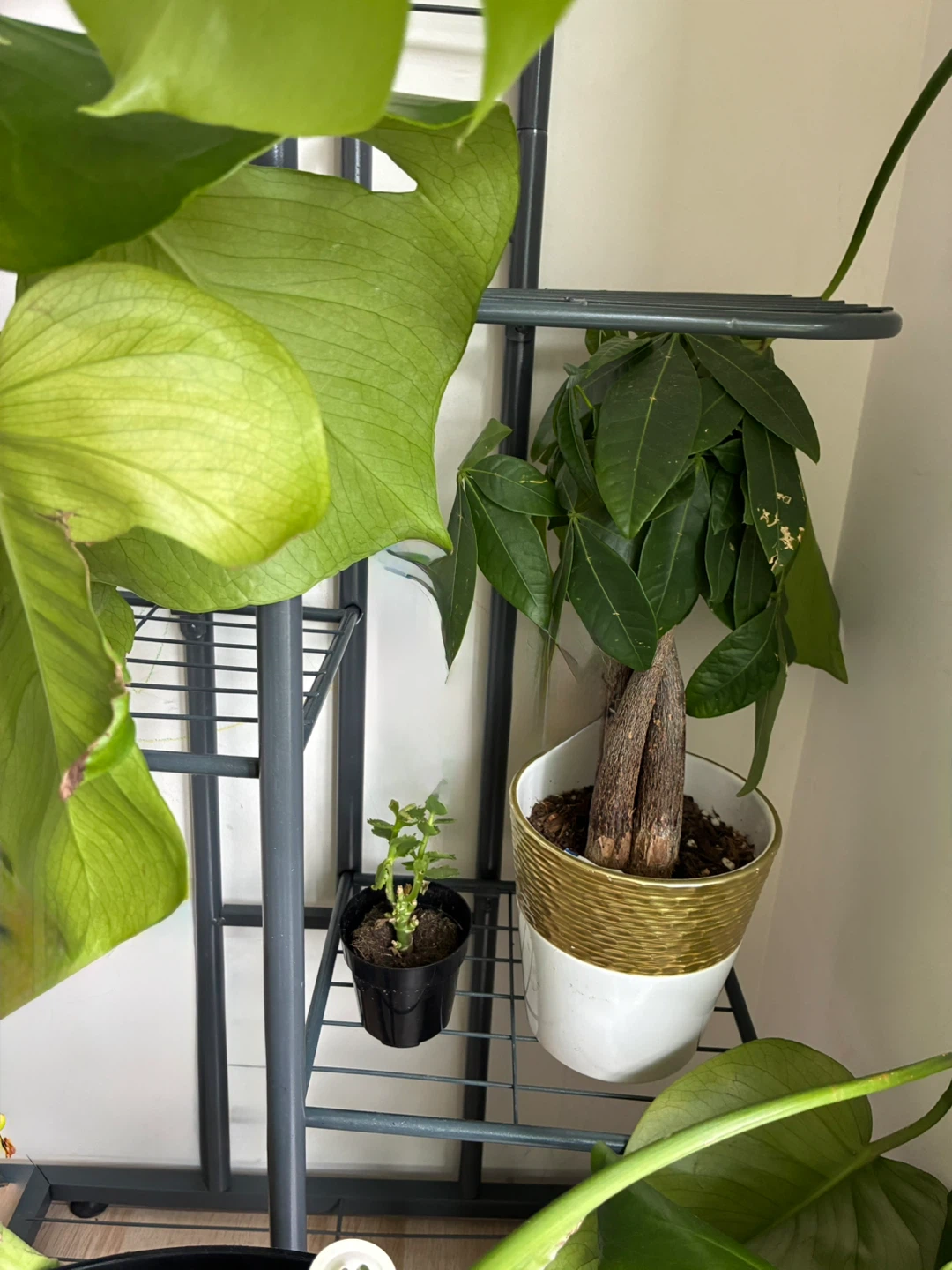 Assorted plants - photo 5