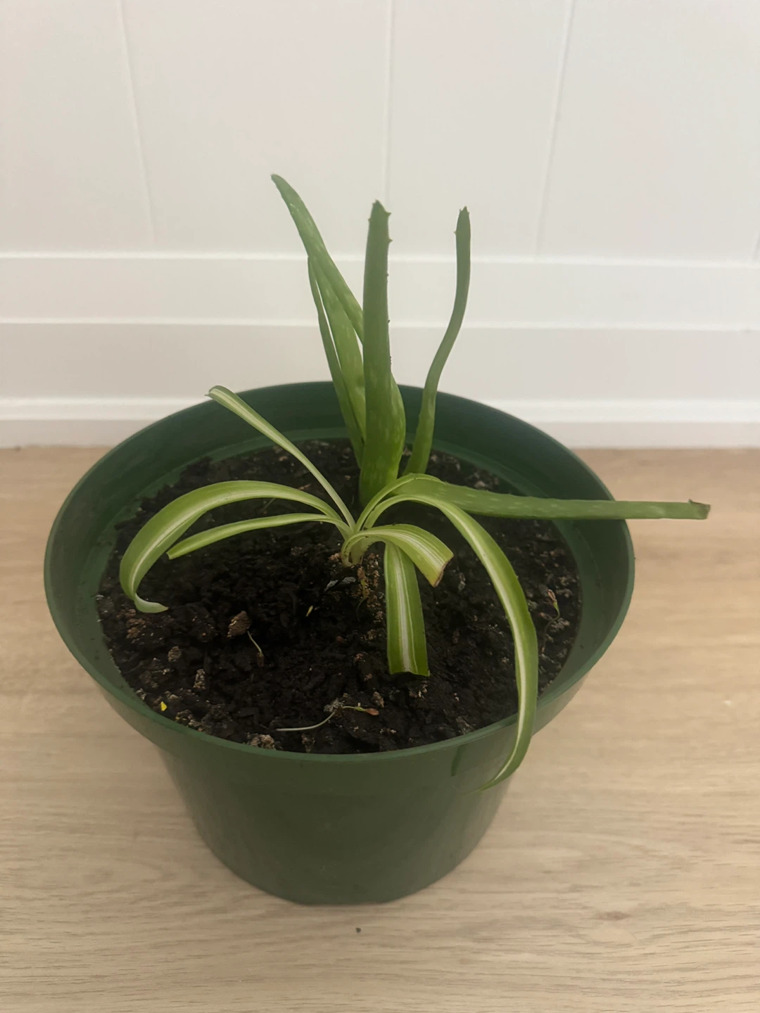 Spider Plant and Aloe Vera in Pot