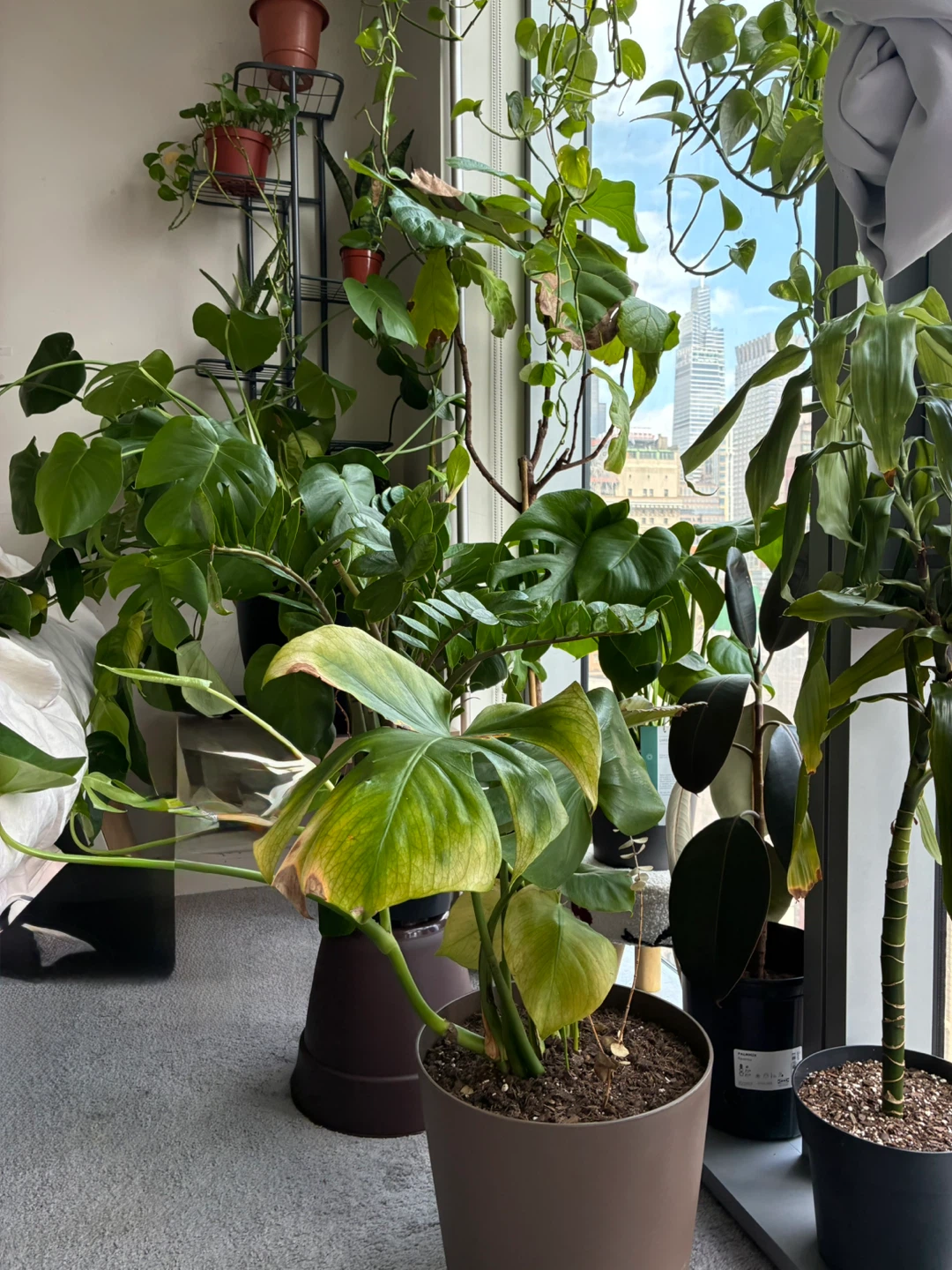 Assorted Potted Houseplants Monstera Pothos Money Fig Aloe Snake - photo 2